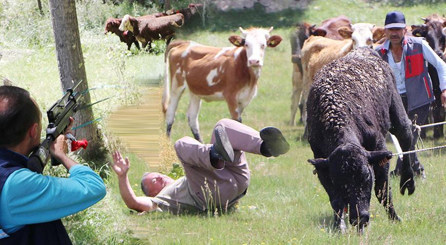 26 Angus firarda! Mahalle halkı 7 saatlik takibin sonunda yakaladı