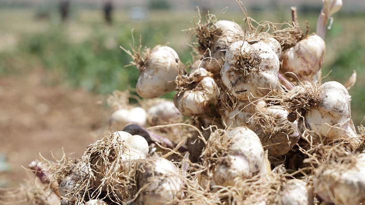 Aksaray’ın sarımsakları Rusya ve Almanya yolunda