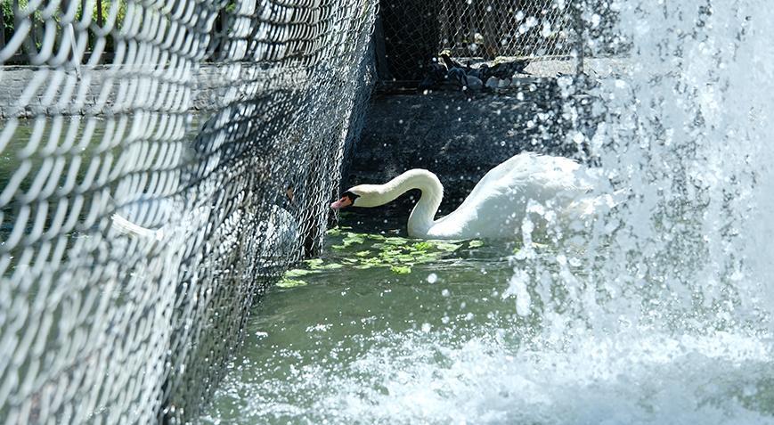 Ankara’nın simgesi Kuğulu Park’ta tel örgülü önlem
