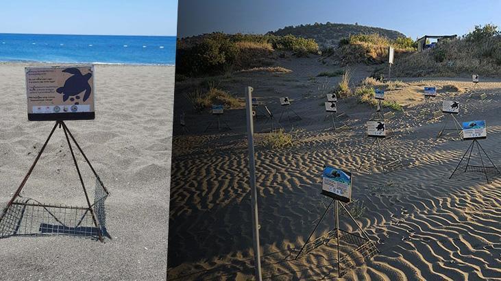 İztuzu Plajı’nda caretta yuva sayısında artış: Rekora gidiyoruz
