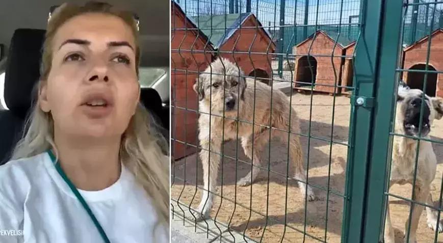 ‘Kuduz köpekler Ankara’ya taşındı’ iddiası ile tutuklanmıştı! Buket Özgünlü hakkında karar