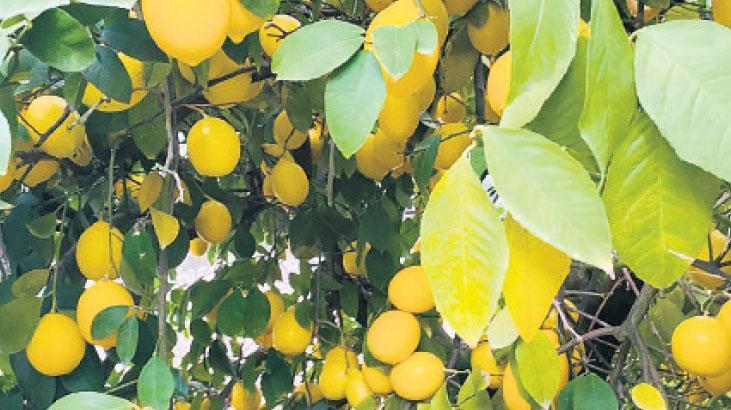Limon nasıl 100 TL oldu?