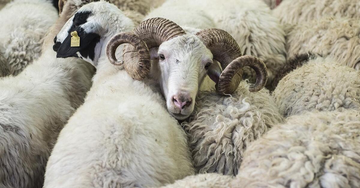 Satılamayan kurbanlıkları ESK alacak – İş-Yaşam Haberleri