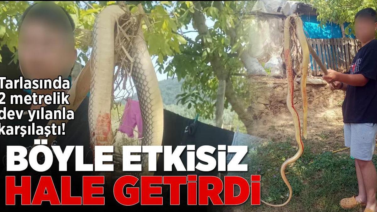 Tarlasında 2 metrelik dev yılanla karşılaştı! Böyle etkisiz hale getirdi