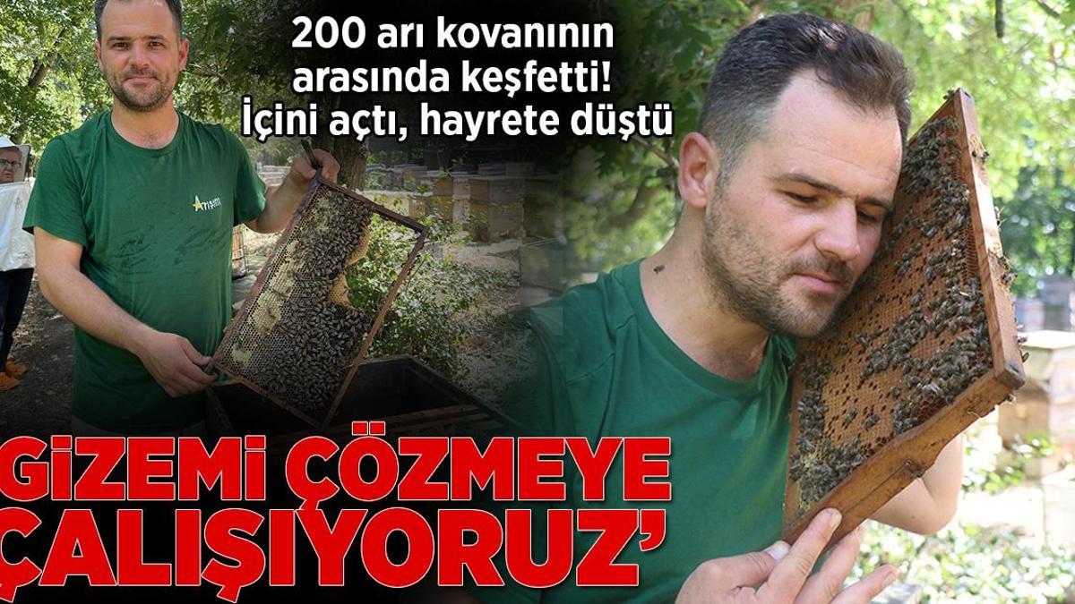200 arı kovanının arasında keşfetti! İçini açtı, hayrete düştü: Gizemi çözmeye çalışıyoruz