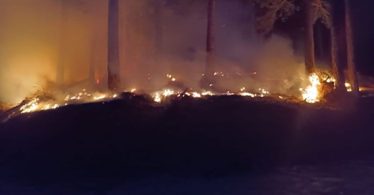 Adana'da orman yangını çıktı – Güncel haberler