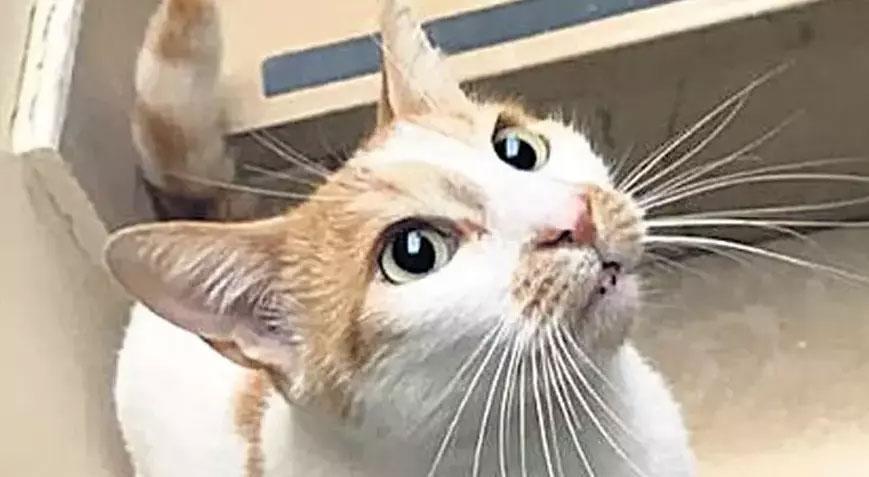 Kedi Faruk’un camdan itilmesine ilişkin davada yeni gelişme