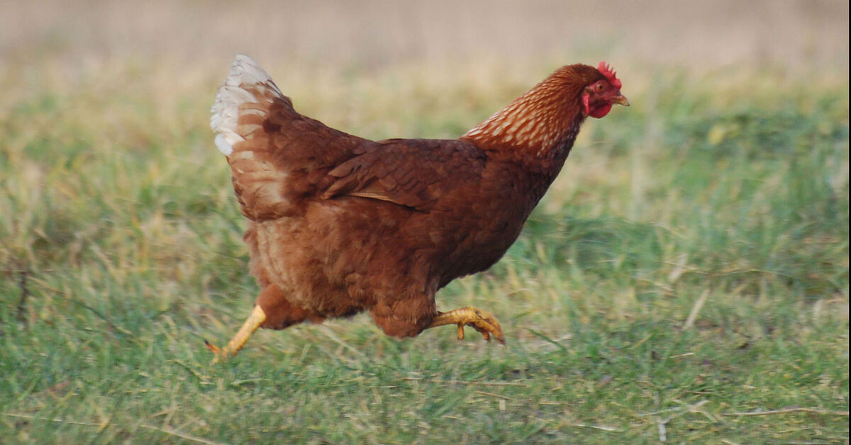 "Bahçeme tavuk girdi!" Tavuk kavgası: 2 ölü, 1 yaralı! | Son dakika haberleri