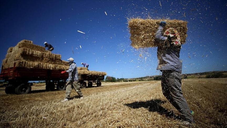 Trakya’da buğday üreticisi verimden memnun
