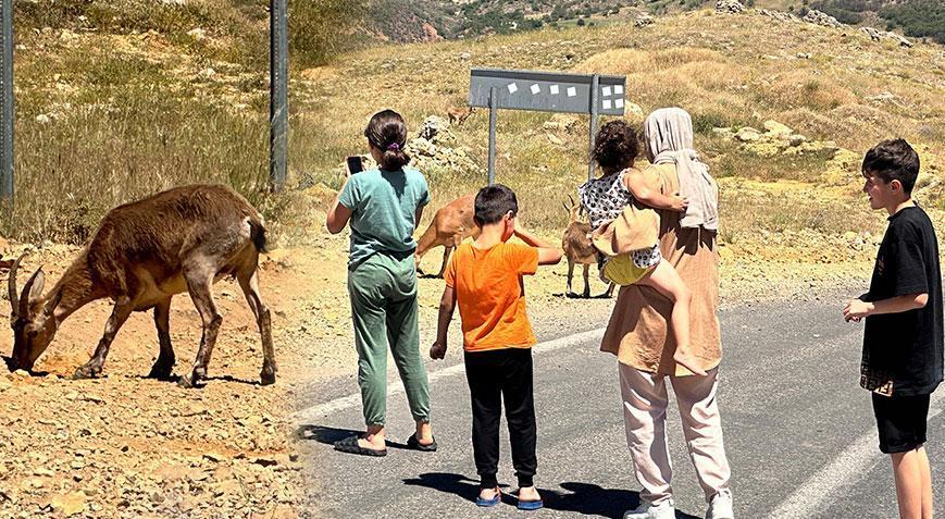 Tunceli’de yaban keçileri insanlara alıştı, uzmanından ‘ölümcül’ uyarısı geldi