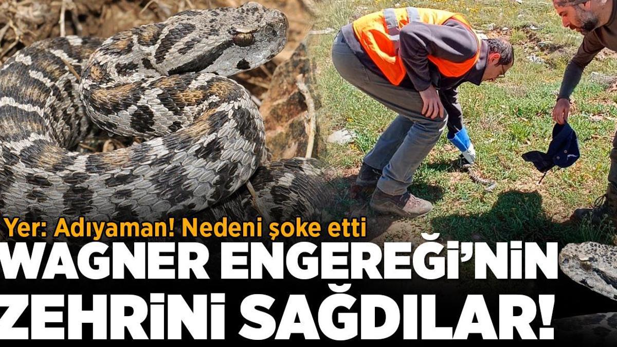 Yer: Adıyaman: Kanserden kurtulmak için ‘Wagner engereği’nin zehrini sağdılar