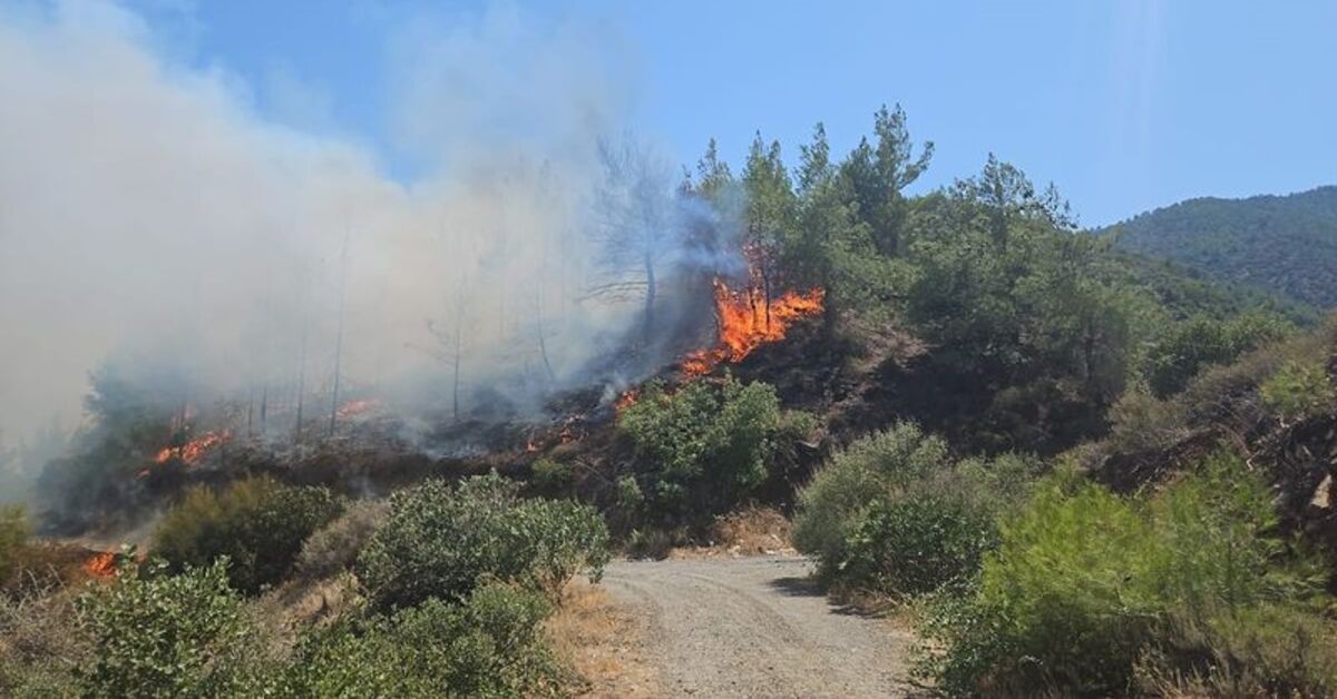 Hatay'da orman yangını çıktı