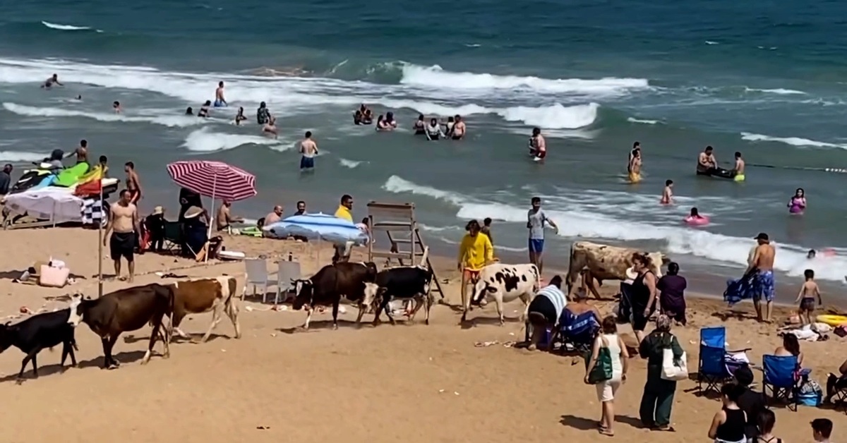 Kalabalığa aldırmadılar! Şile'de küçükbaş ve büyükbaşlar plajdaki tatilcilerin arasına daldı | Son dakika haberleri