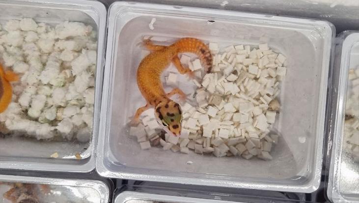 100 leopar kertenkelesi yatağın altında yakalandı