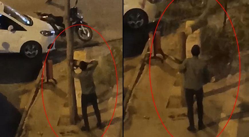 15 yıllık ağacı motorlu testereyle kesti! Cezası belli oldu