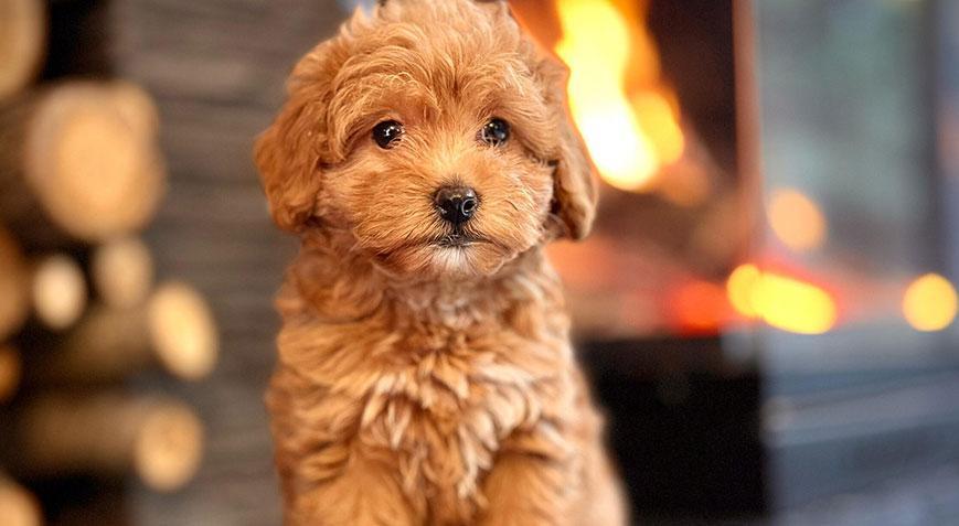Aldığı köpeği veterinere götürünce hayatının şokunu yaşadı! Akılalmaz dolandırıcılık