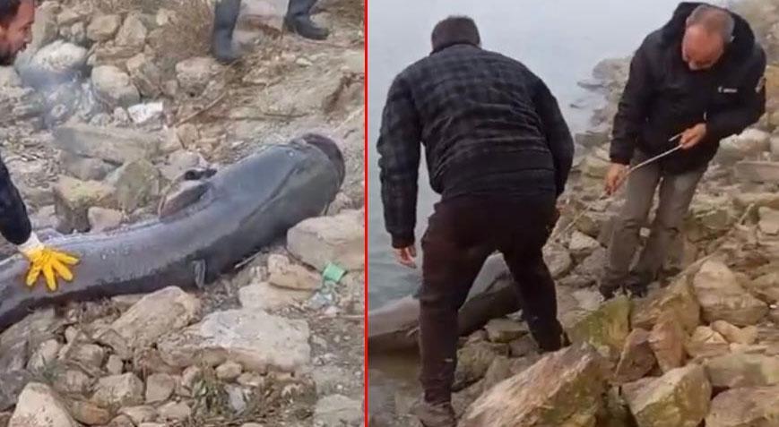 Amatör balıkçılar gözlerine inanamadı! 2 metre boyunda, 75 kilogram ağırlığında…