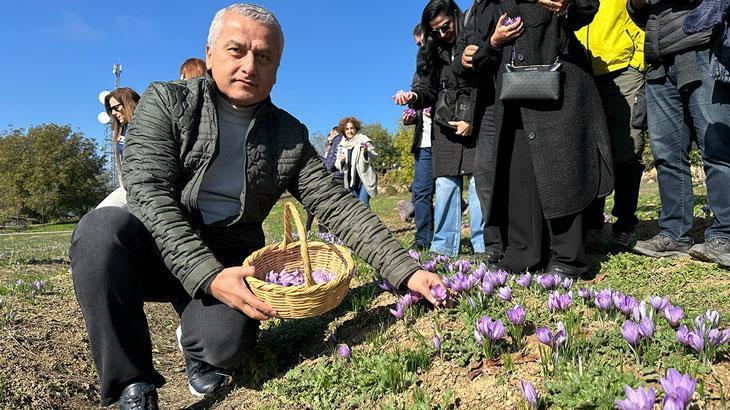 Dünyanın en pahalı baharatında hasat başladı