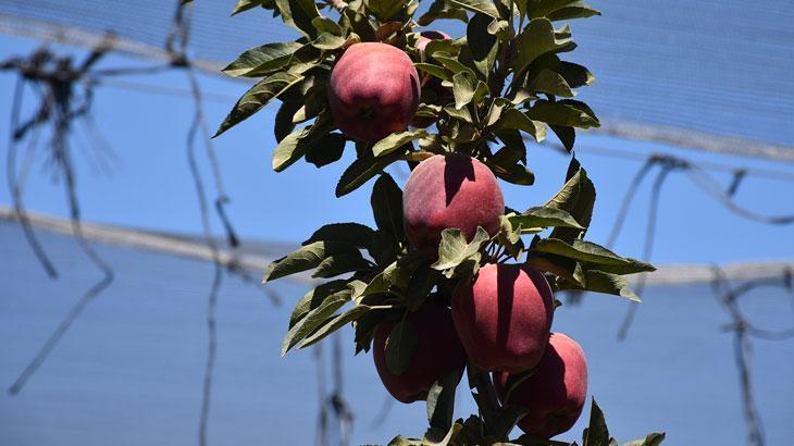 Elmada rekolte 600 bin tona ulaştı