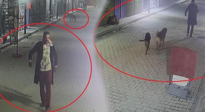 Hatay’da dehşete düşüren görüntü! 3 köpeğe parçalattı