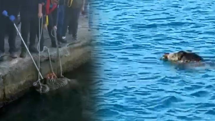 Palamut’a niyet, neye kısmet! Beykoz’da balıkçıların karşısına çıktı, gözlerine inanamadı