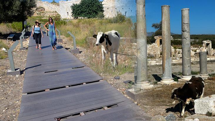 Patara’ya inek tehdidi: Antik kent içerisindeki yürüyüş yollarına zarar veriyor