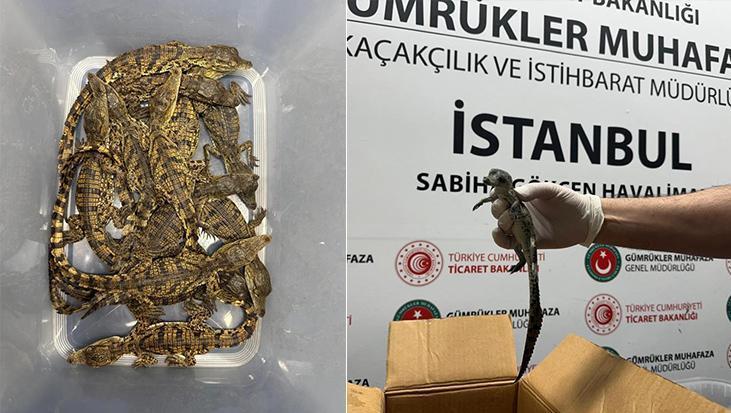 Sabiha Gökçen Havalimanı’nda operasyon: 17 yavru timsah ve 10 yavru kertenkele ele geçirildi