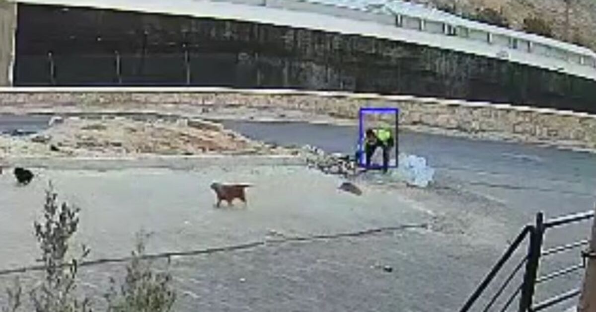 Şanlıurfa'da yavru köpeği parke taşıyla öldürdü! O şüpheli gözaltında | Son dakika haberleri