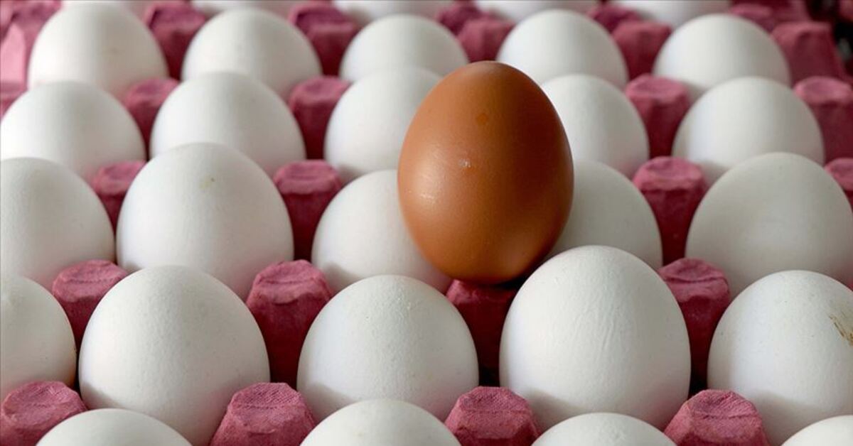 Yumurta zam şampiyonu oldu ancak maliyeti kurtardı – Alışveriş Haberleri