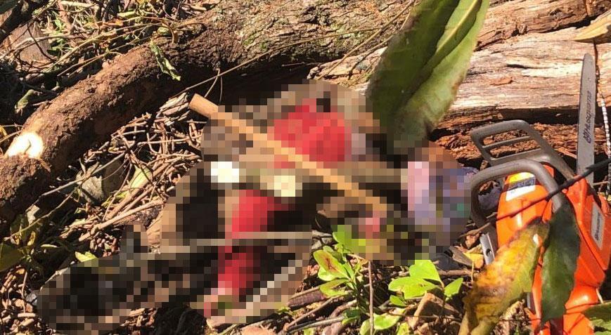 Artvin’de feci olay! Kestiği ağaç sonu oldu