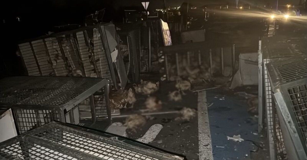 Bolu'da TIR devrildi, canlı tavuklar yola saçıldı | Son dakika haberleri