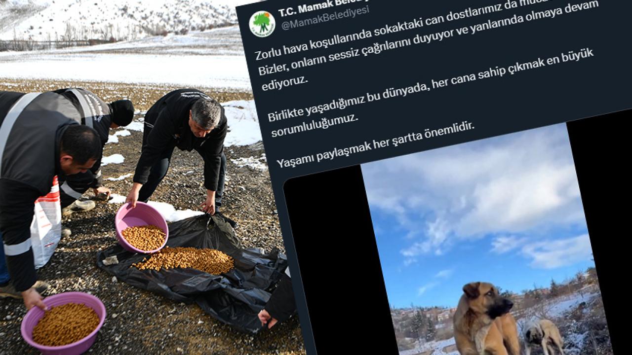 CHP’li Mamak’ta belediye personeli köpekleri barınakta değil sokakta besliyor