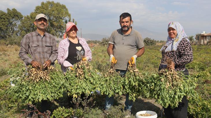 Hatay’da hasat başladı: ‘Günde 1000 TL’ye işçi bulamıyoruz’