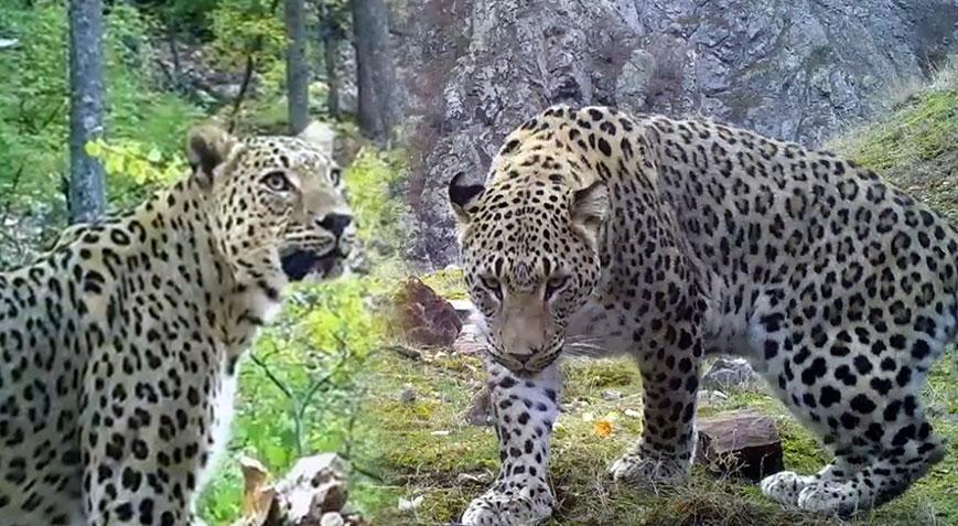 Herkes nesli tükendi diye korkmuştu! 400 fotokapan kuruldu! Sonuç herkesi şaşırttı