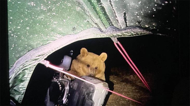 Ayı saldırısında nasıl hayatta kalırsınız? Kaçma şansınız yok, sadece bunu yapın