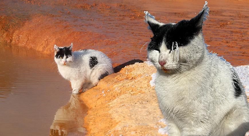 Burası Sibirya değil Sivas! Kedi soğuktan ‘dondu’