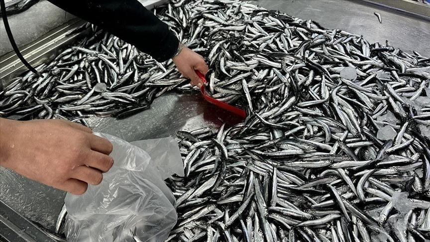 Denizlerde bu yıl 144 bin su ürünü denetlendi