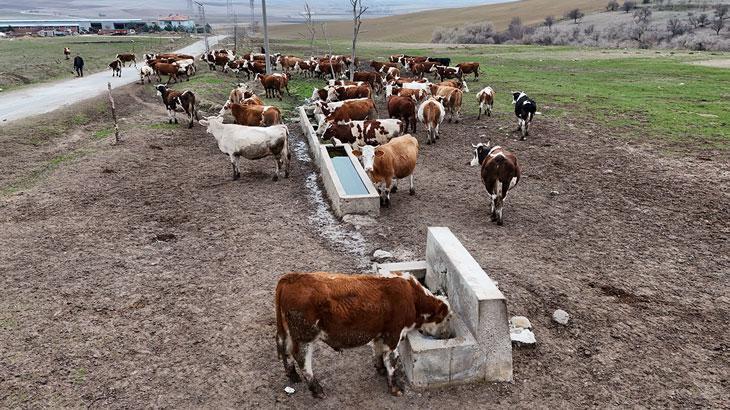 Devlet destekleri ile tarım ve hayvancılık işletmeleri büyüyor