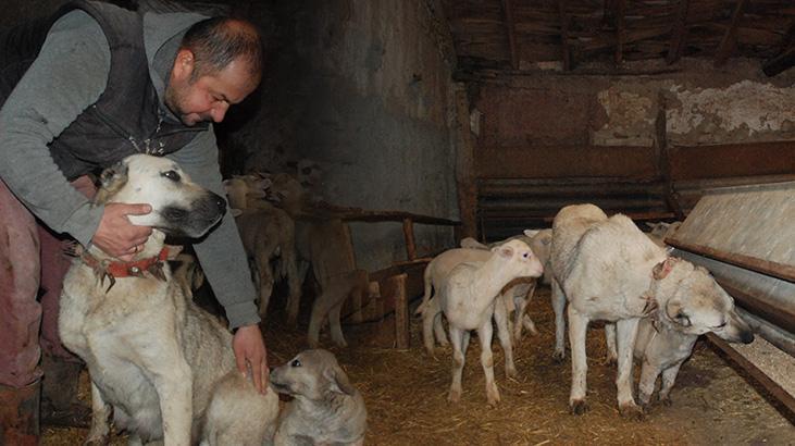 Kuzuların süt annesi ‘çoban köpeği’ oldu: Hiçbirinde bir hastalık yok