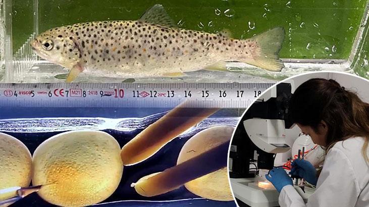 Laboratuvarda üretildi: ‘Mutant’ Karadeniz alabalığı