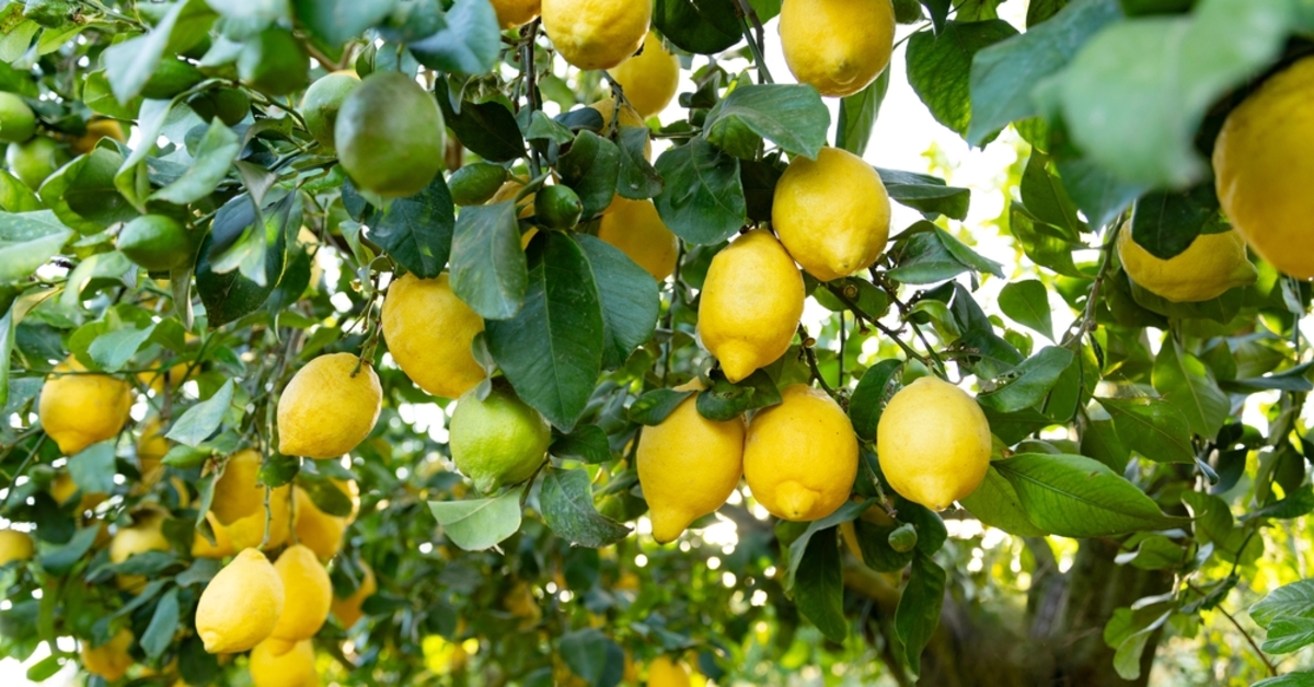 Polonya'ya giden limonlarda pestisit kalıntısı çıktı – Alışveriş Haberleri