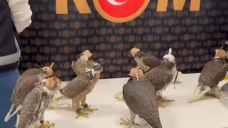 Tanesi 100 bin dolar! Türkiye’den kaçırmaya çalışırken yakalandılar