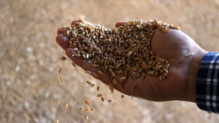 Tohumculuk sektörünün yol haritası belirleniyor