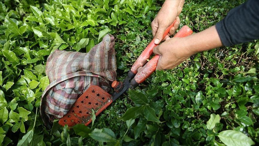 Türk çayı ihracatı 22,2 milyon dolar kazandırdı