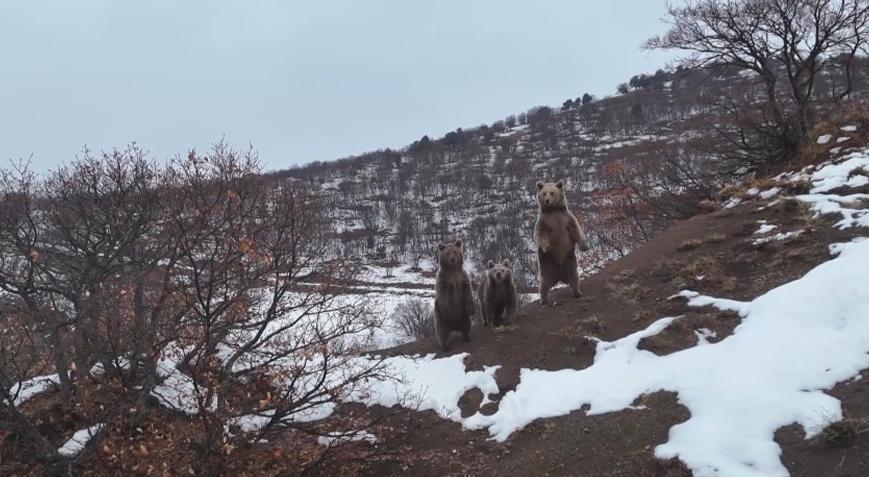 Yer: Tunceli! Önce poz verdiler sonra kayboldular