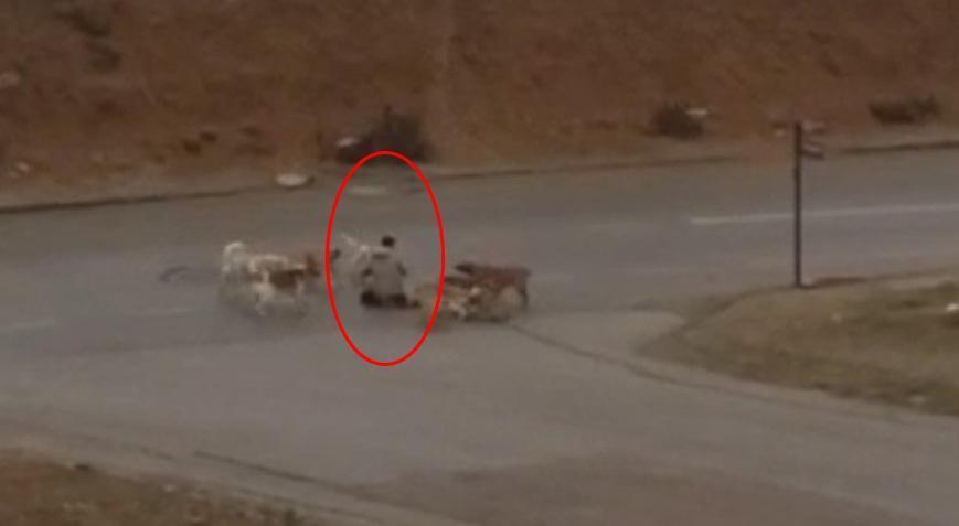 Ankara’da başıboş köpekler dehşet saçtı! Çaresiz adamı defalarca ısırdılar