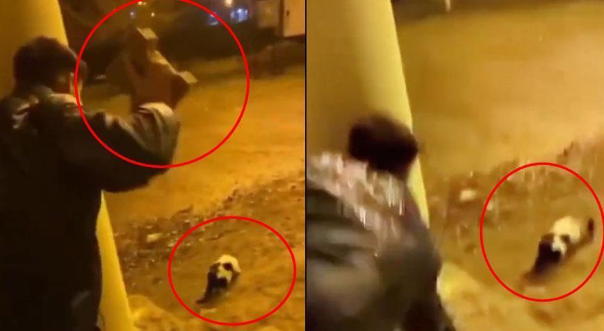 Batman’da vahşet! Kediyi parke taşıyla yaraladı