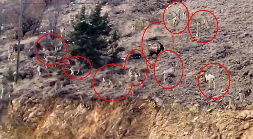Gelen sese yöneldi, şoke oldu! Sürü halinde dağdan indiler