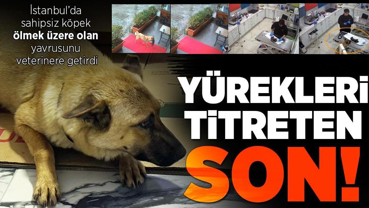 İstanbul’da sahipsiz köpek ölmek üzere olan yavrusunu veterinere getirdi!