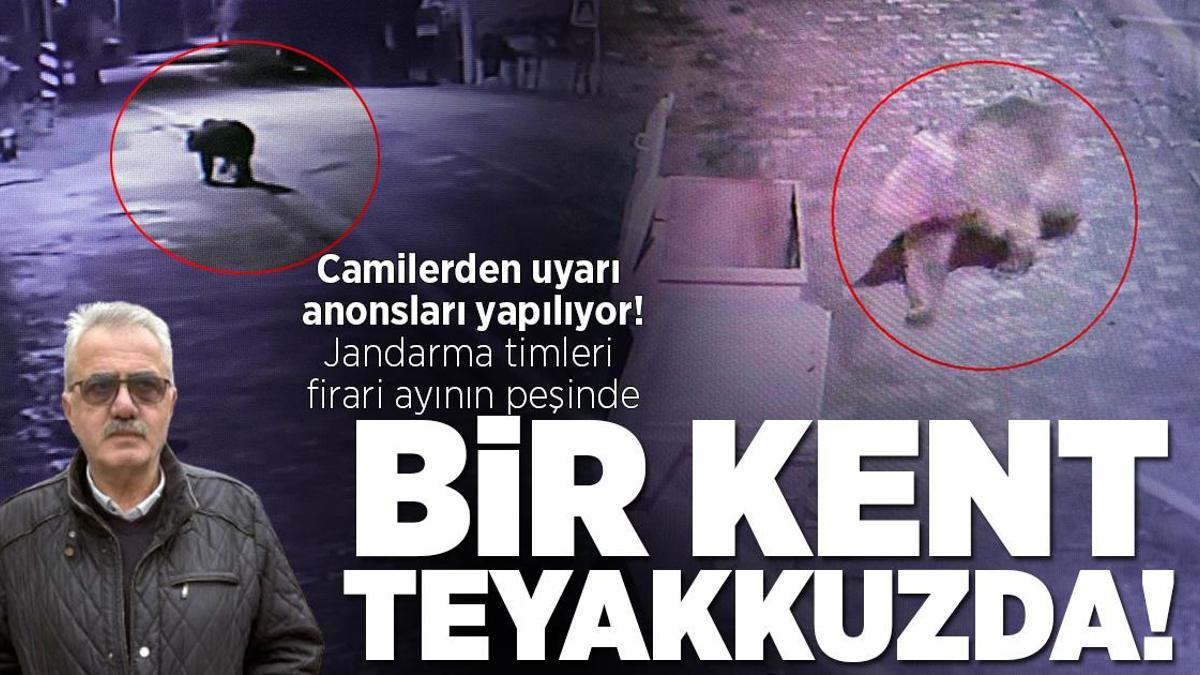Köylerdeki camilerden anonslar yapılıyor! İlçede firari ayı alarmı